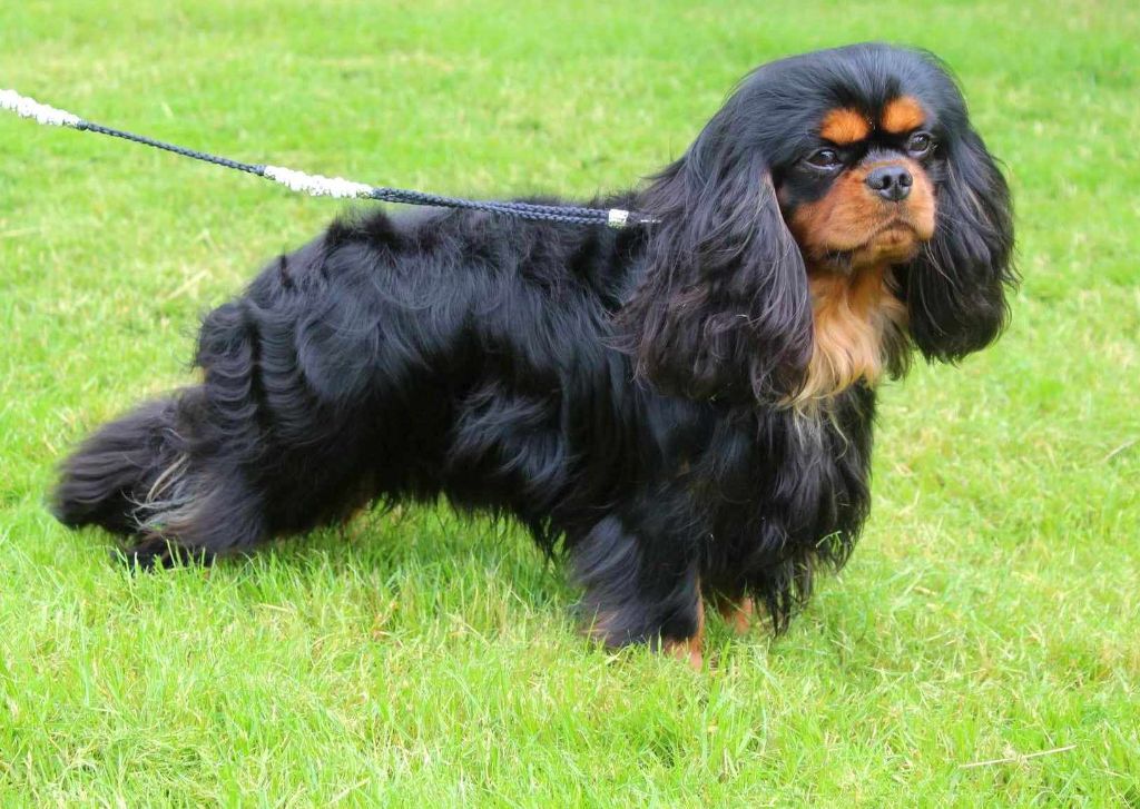 De La Vallée Des Fayts - Chiot disponible  - Cavalier King Charles Spaniel