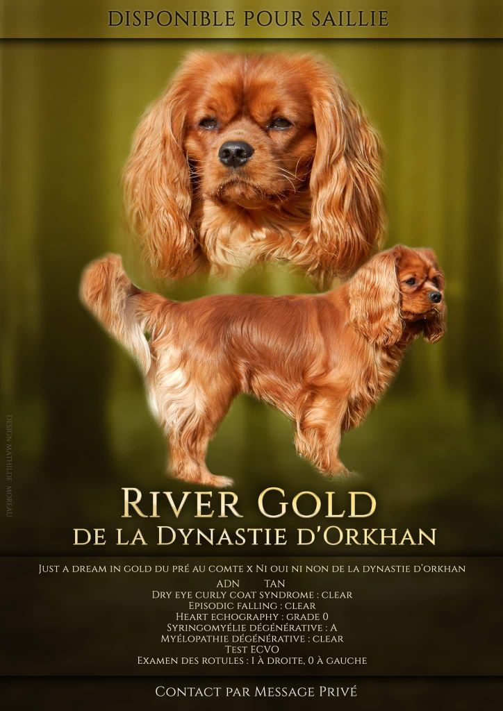 De La Vallée Des Fayts - Chiot disponible  - Cavalier King Charles Spaniel