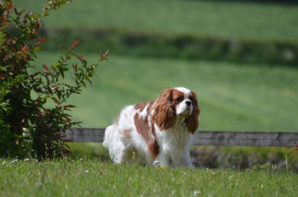 Saphir du Chemin Des Puits Tournants