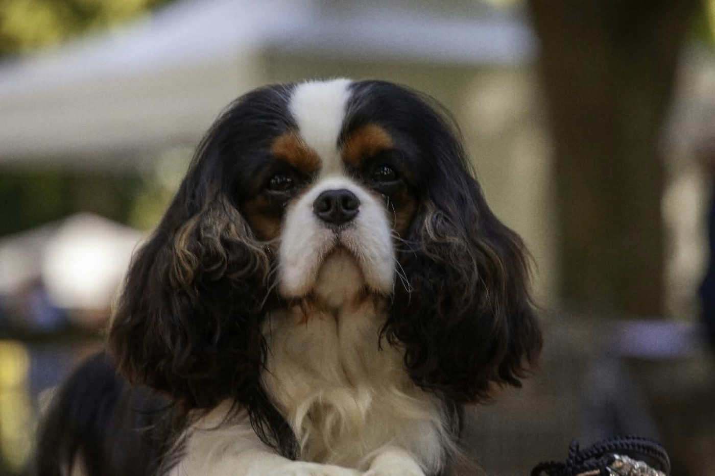 de beaux BB fils de CH UNION JACK DE LA GEODE attendus MI NOVEMBRE