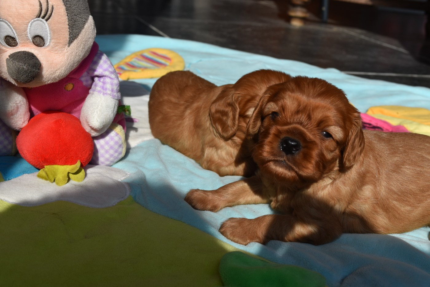 De La Vallée Des Fayts - Chiots disponibles - Cavalier King Charles Spaniel