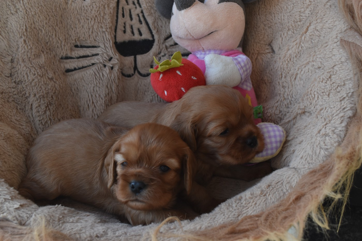 De La Vallée Des Fayts - Chiots disponibles - Cavalier King Charles Spaniel