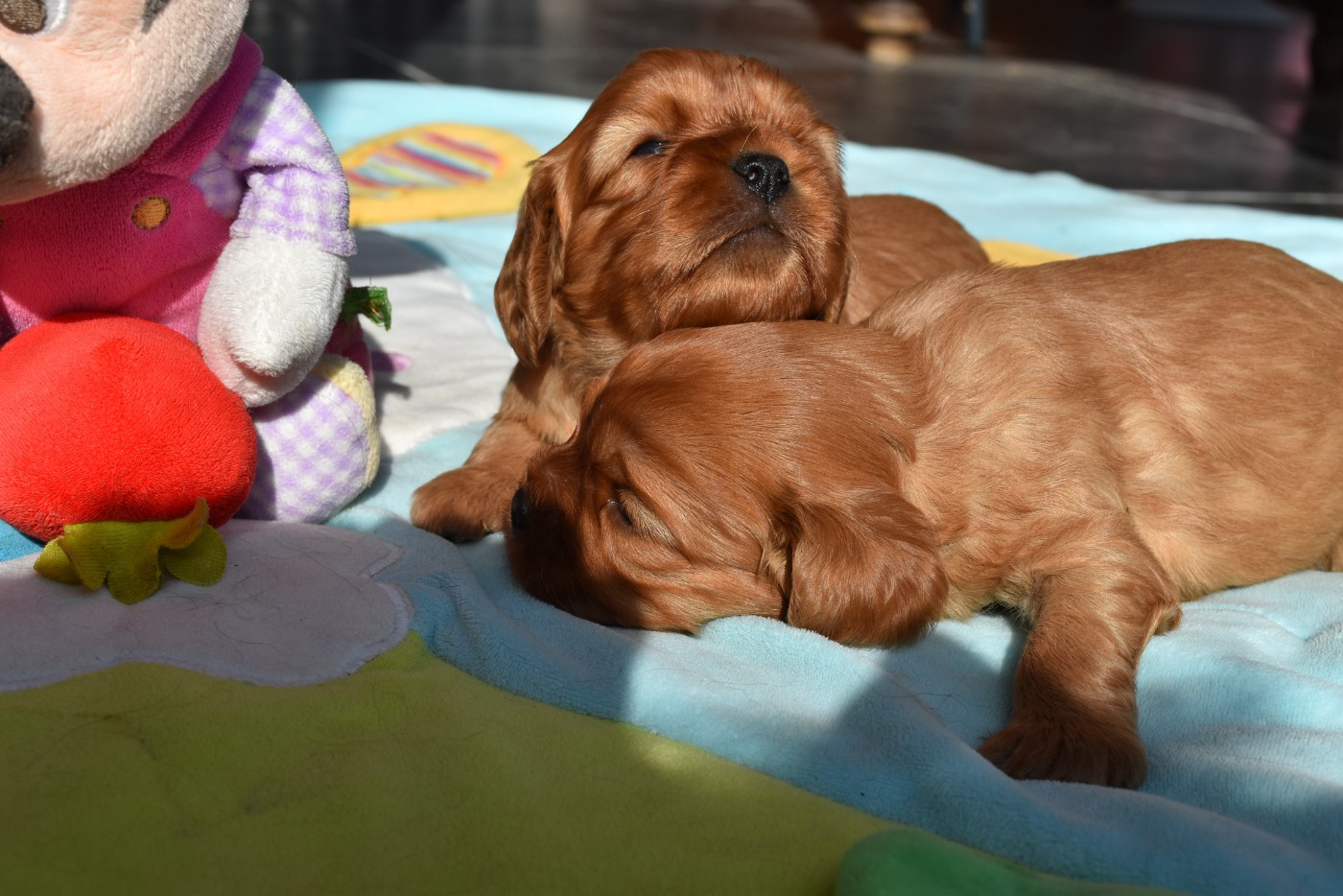 Chiot Cavalier King Charles Spaniel De La Vallée Des Fayts