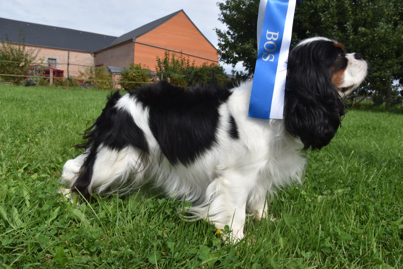 De La Vallée Des Fayts - Cavalier King Charles Spaniel - Portée née le 20/02/2026