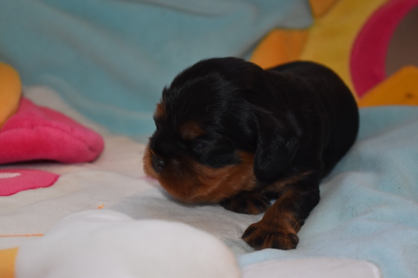 De La Vallée Des Fayts - Chiots disponibles - Cavalier King Charles Spaniel