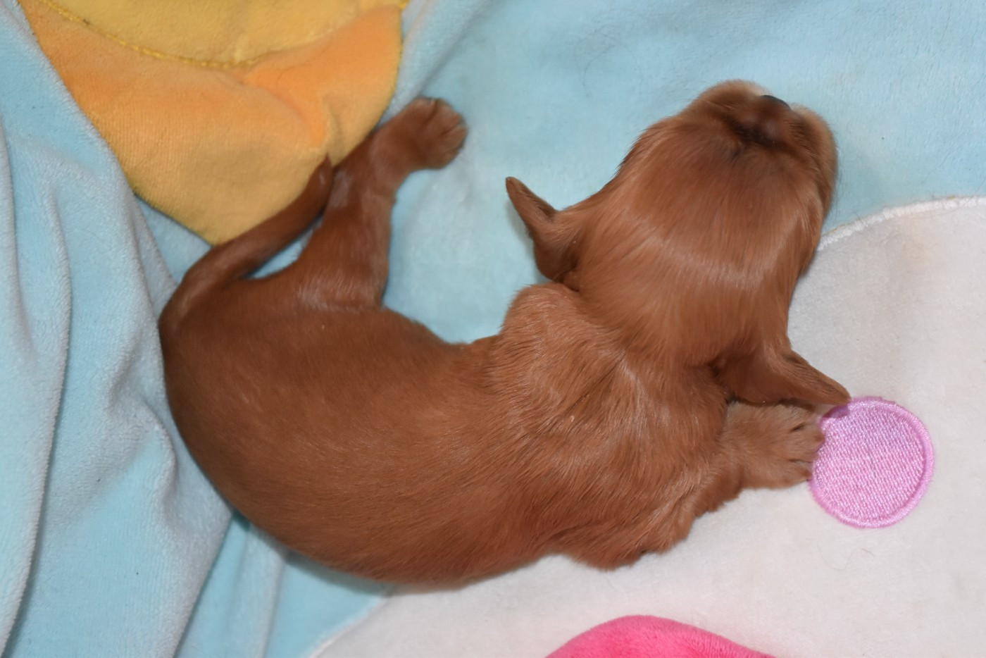 De La Vallée Des Fayts - Chiots disponibles - Cavalier King Charles Spaniel