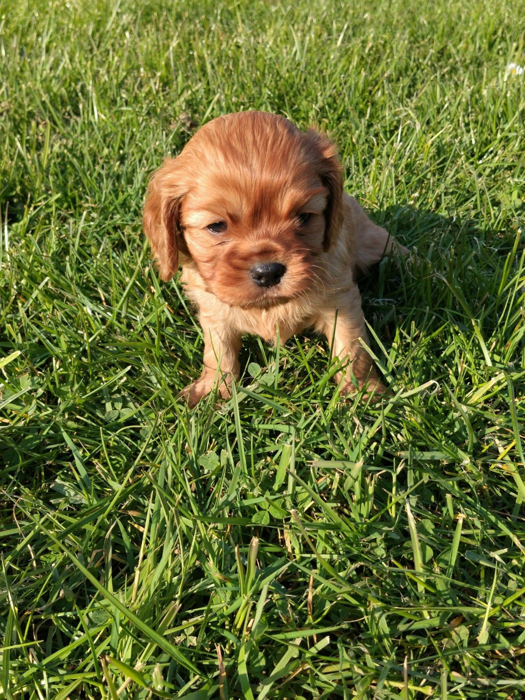 De La Vallée Des Fayts - Chiots disponibles - Cavalier King Charles Spaniel