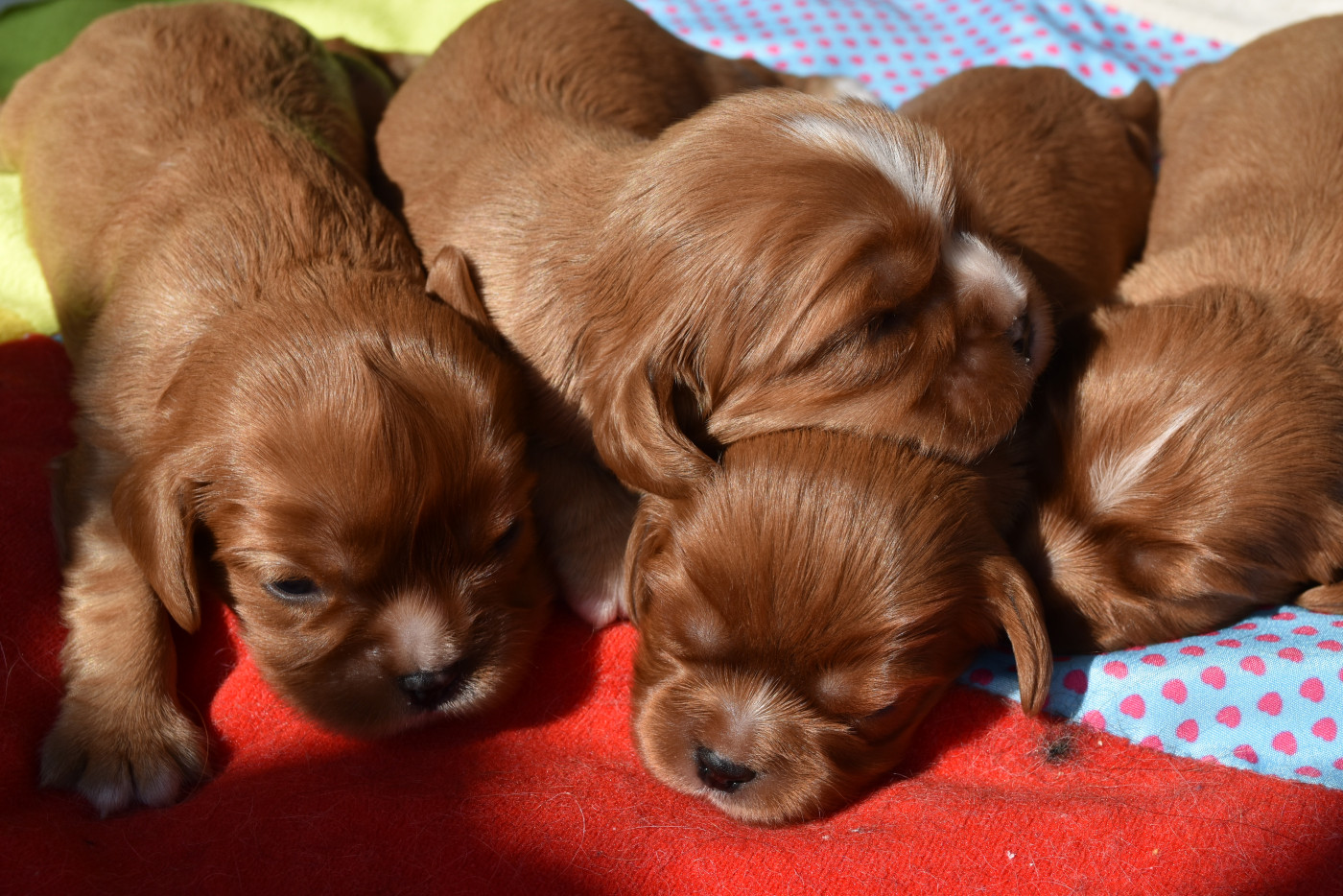 Chiot Cavalier King Charles Spaniel De La Vallée Des Fayts