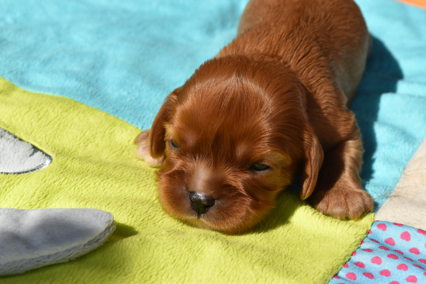 De La Vallée Des Fayts - Chiots disponibles - Cavalier King Charles Spaniel