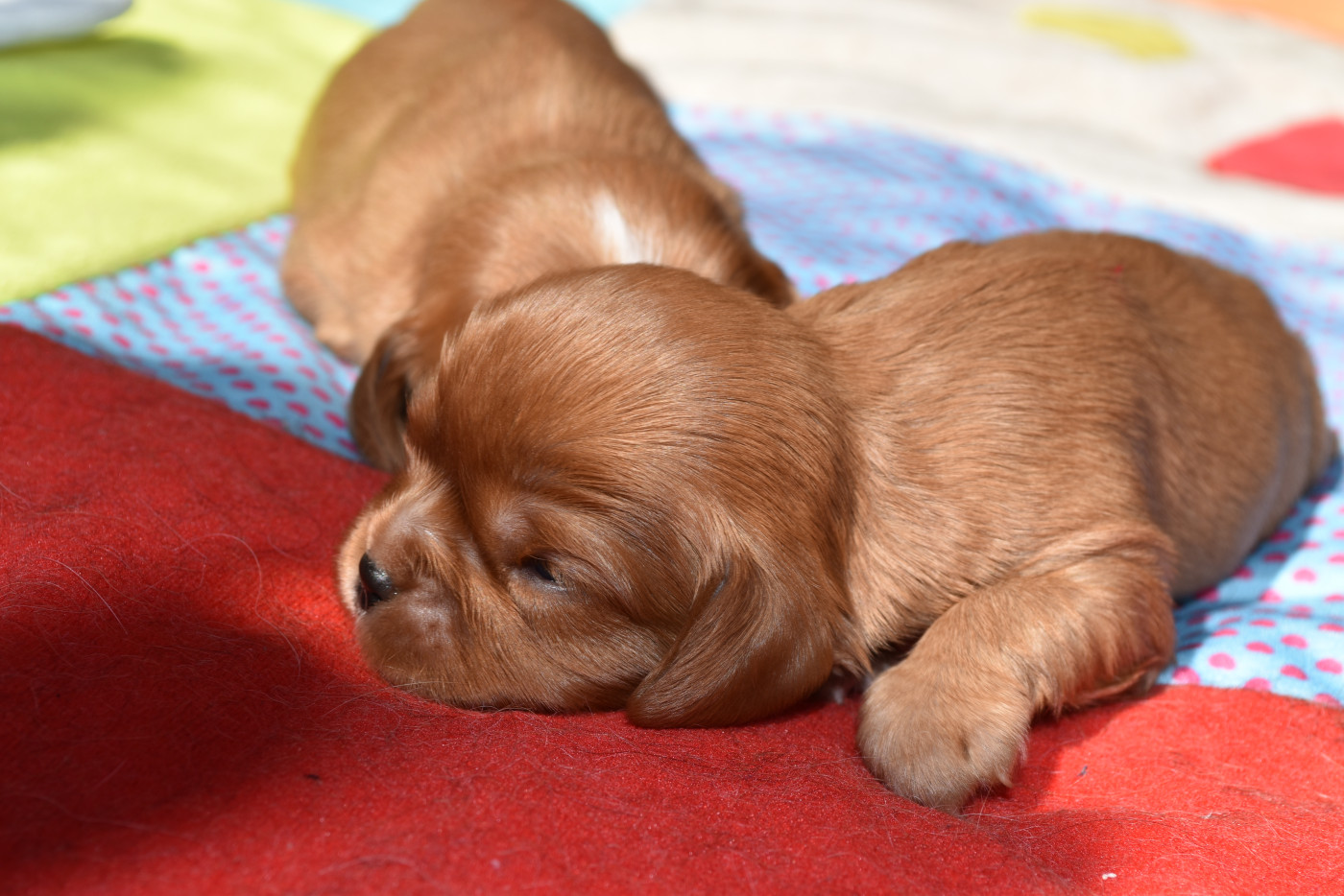 De La Vallée Des Fayts - Chiots disponibles - Cavalier King Charles Spaniel