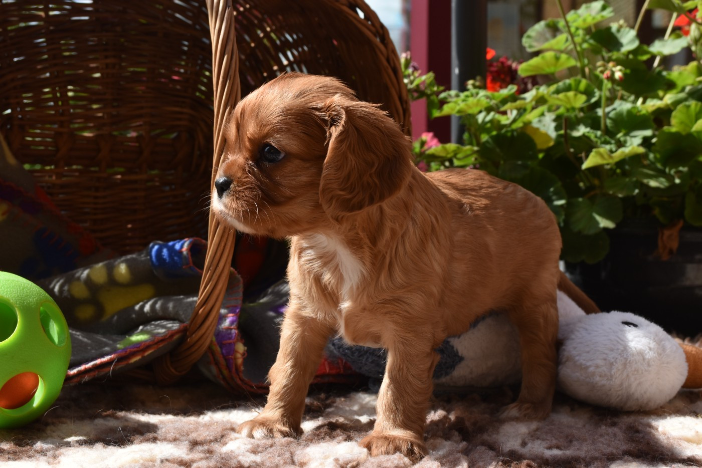 De La Vallée Des Fayts - Chiots disponibles - Cavalier King Charles Spaniel