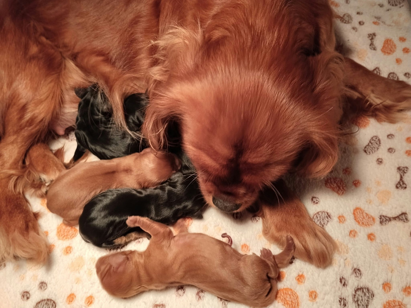 De La Vallée Des Fayts - Chiots disponibles - Cavalier King Charles Spaniel