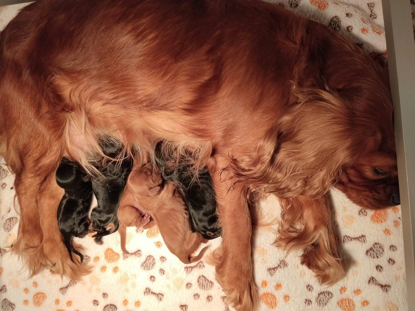 De La Vallée Des Fayts - Chiots disponibles - Cavalier King Charles Spaniel