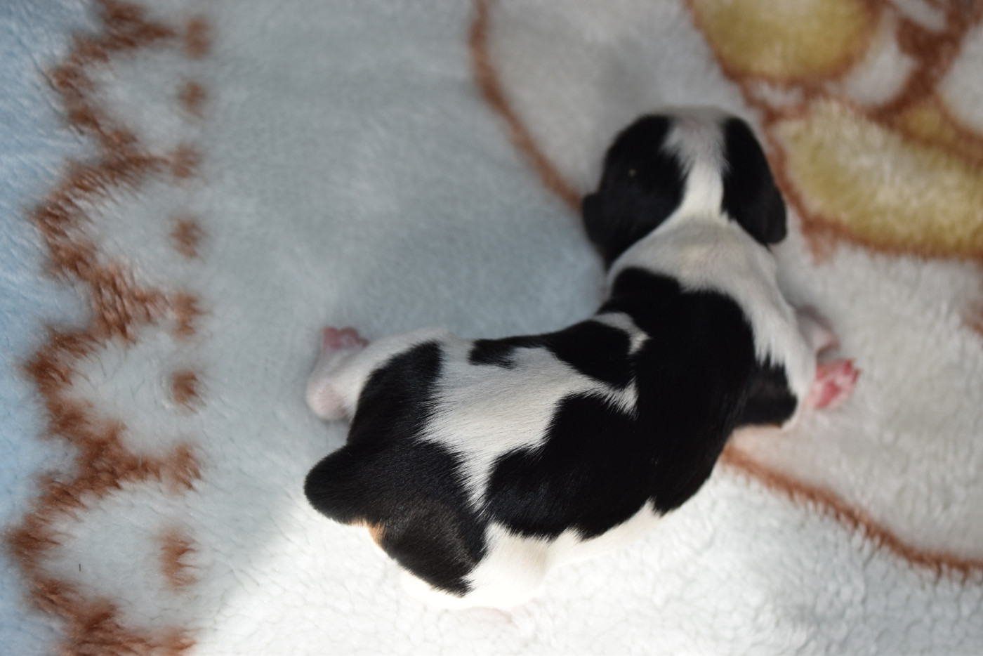 De La Vallée Des Fayts - Chiots disponibles - Cavalier King Charles Spaniel