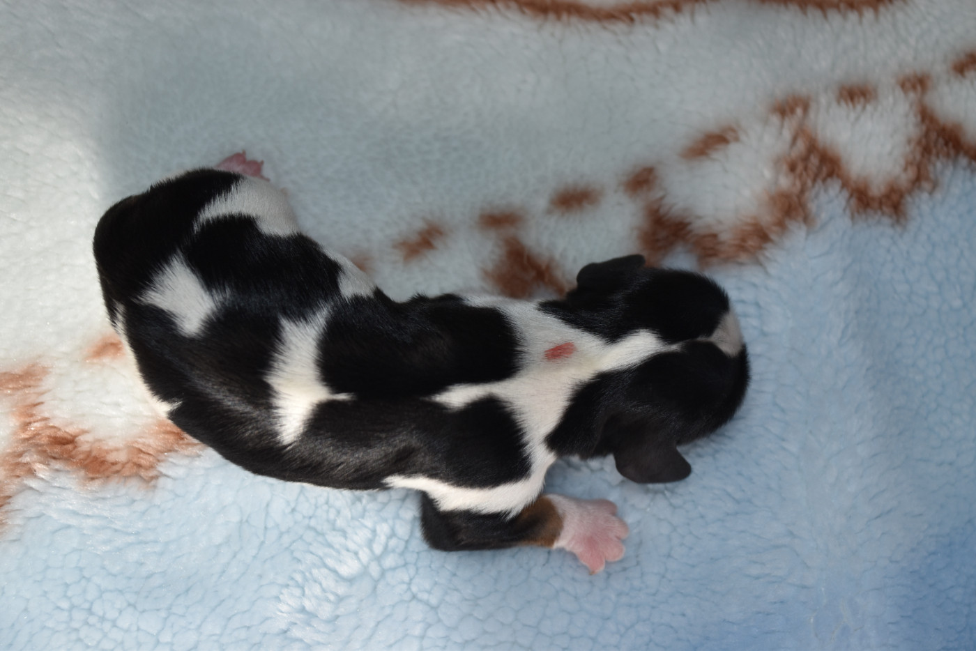 De La Vallée Des Fayts - Chiots disponibles - Cavalier King Charles Spaniel