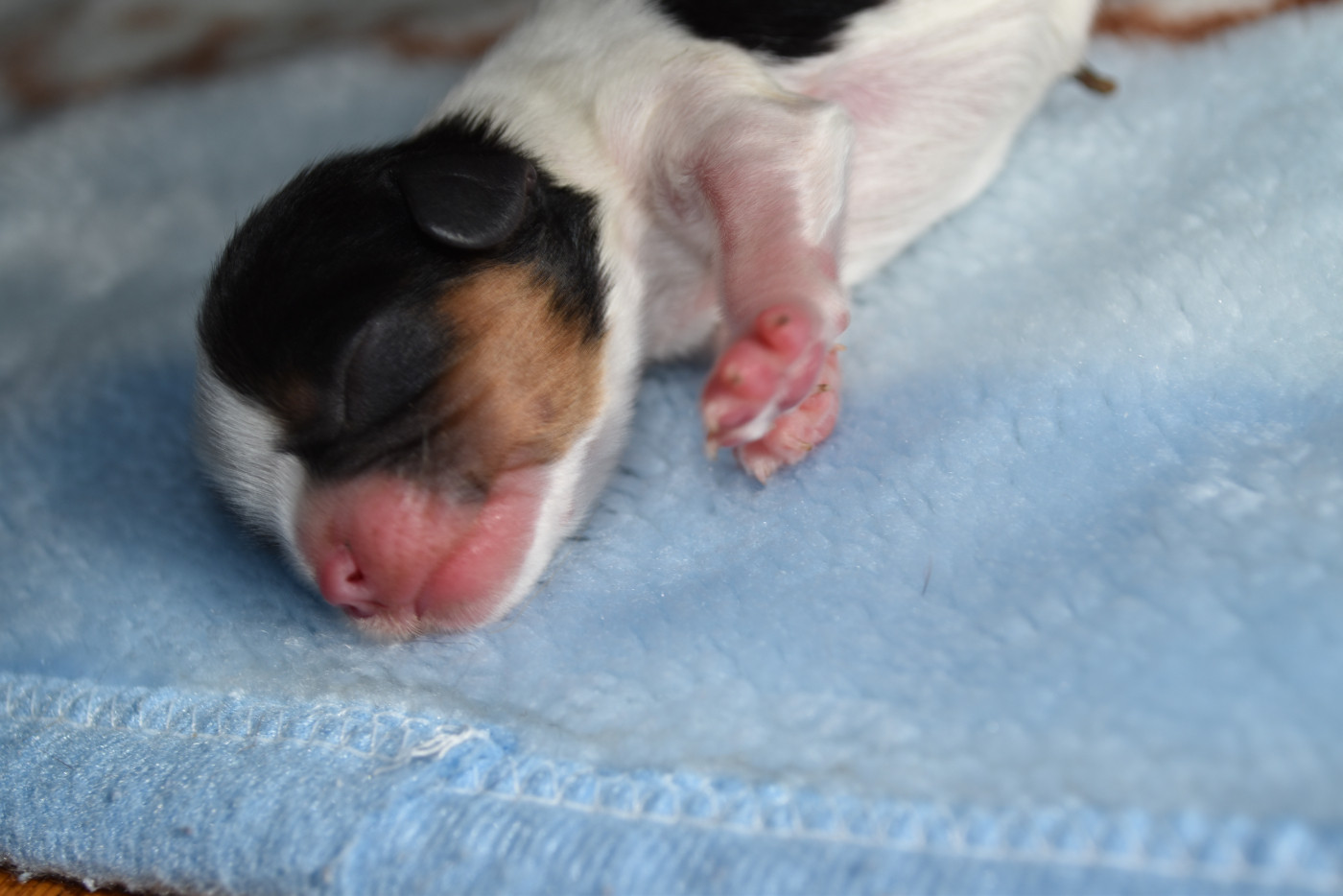 De La Vallée Des Fayts - Chiots disponibles - Cavalier King Charles Spaniel