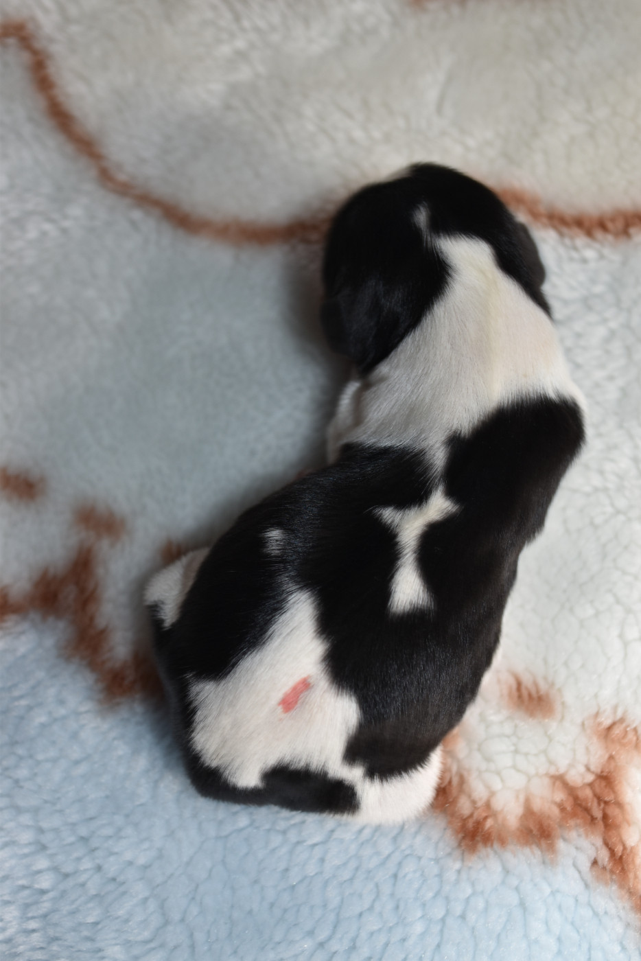 De La Vallée Des Fayts - Chiots disponibles - Cavalier King Charles Spaniel