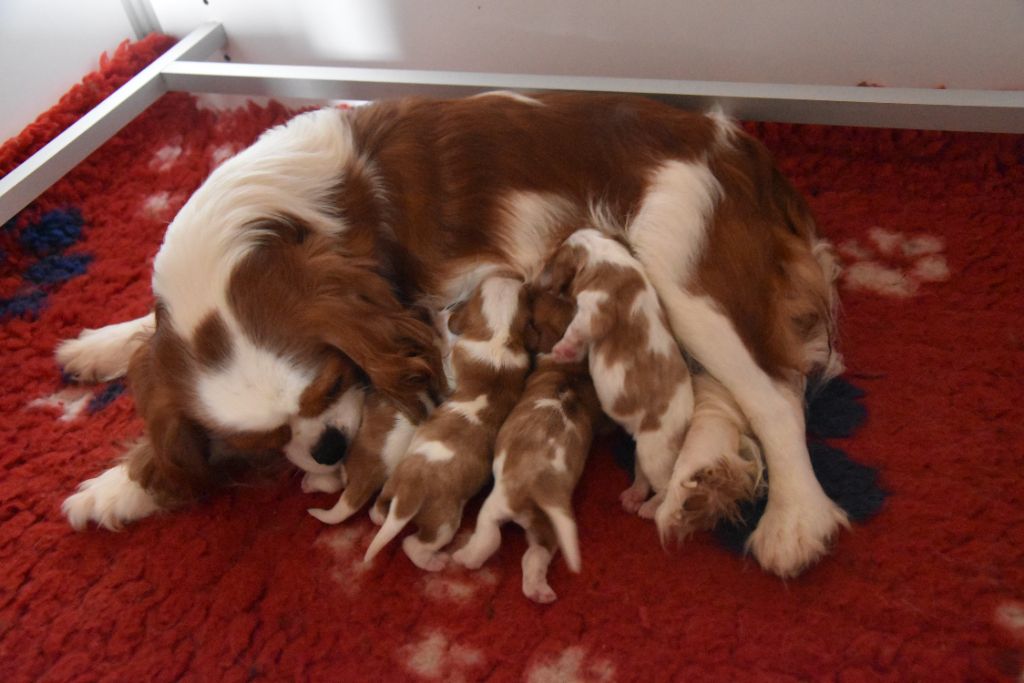 Chiot Cavalier King Charles Spaniel De La Vallée Des Fayts