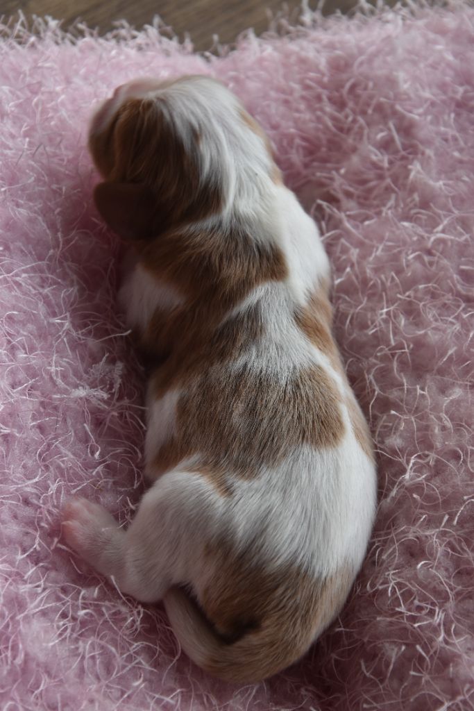 De La Vallée Des Fayts - Chiots disponibles - Cavalier King Charles Spaniel
