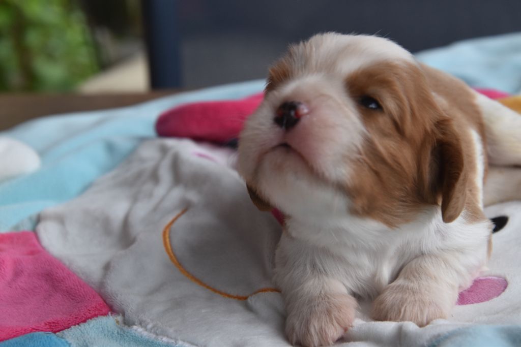 De La Vallée Des Fayts - Chiots disponibles - Cavalier King Charles Spaniel
