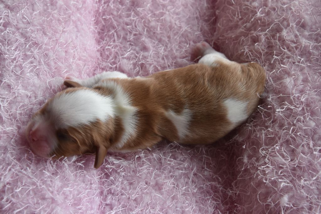 De La Vallée Des Fayts - Chiots disponibles - Cavalier King Charles Spaniel