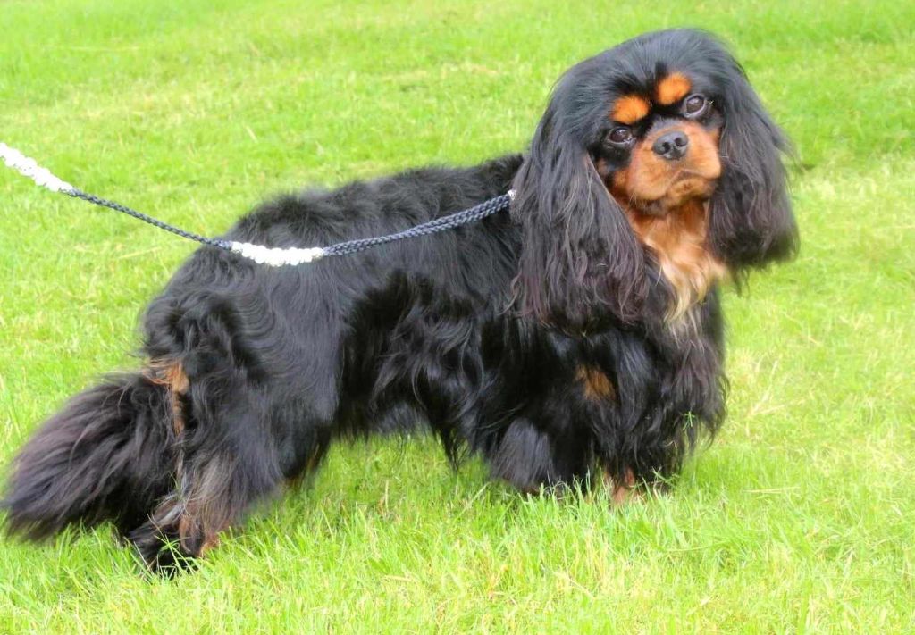 De La Vallée Des Fayts - Cavalier King Charles Spaniel - Portée née le 17/02/2025
