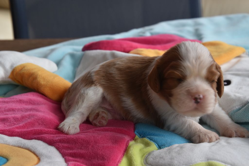 De La Vallée Des Fayts - Chiots disponibles - Cavalier King Charles Spaniel