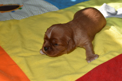 Chiot N°1
