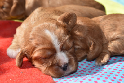 Chiot N°4