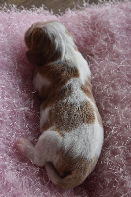 CHIOT 2